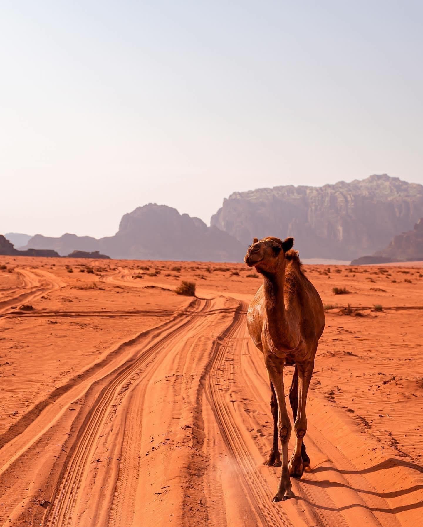 From City Tour to Desert Sands