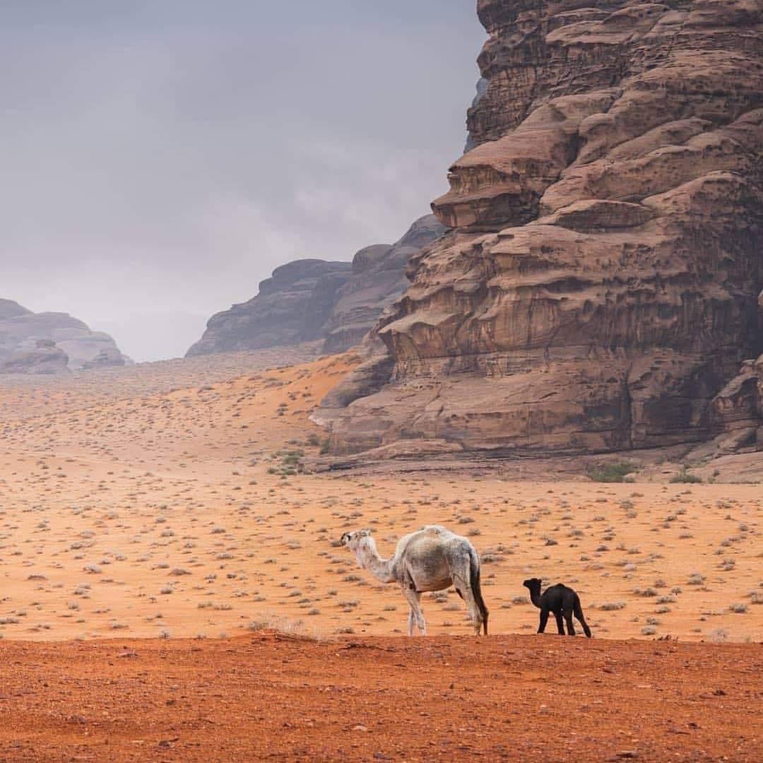 Aqaba to Petra and Wadi Rum